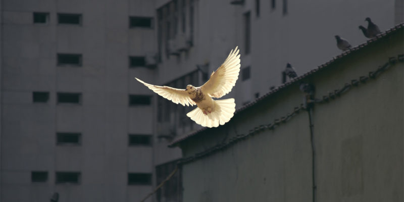 photo of a dove in a city