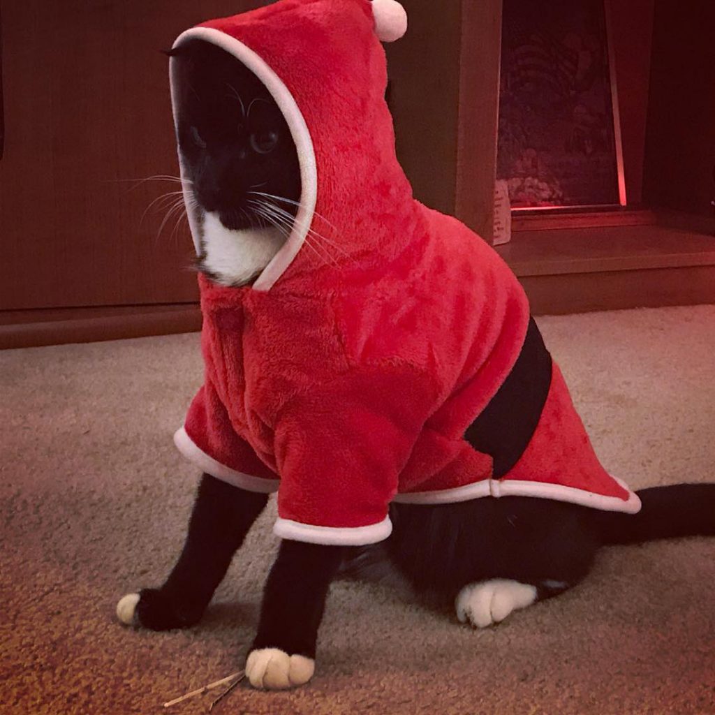 cat in a Santa outfit