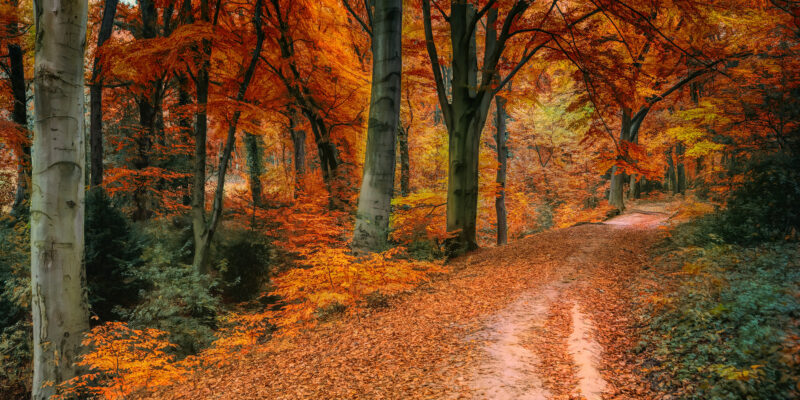 autumn leaves on a road
