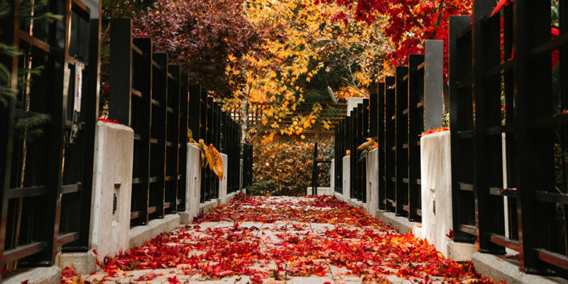 red autumn leaves resting on a walkway