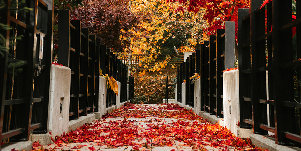 red autumn leaves resting on a walkway