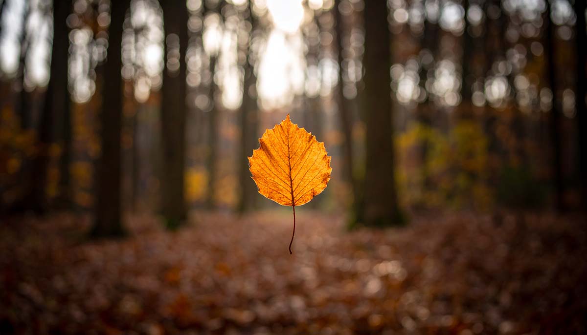 leaf-1 - Low Two Pair a single leaf falling in the forest