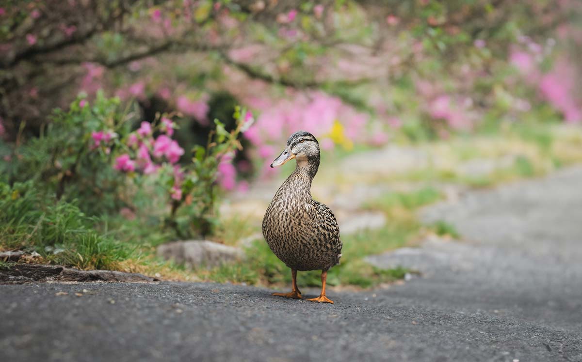 duck-on-a-path - Low Two Pair A duck standing on a park path, looking up as if it's about to cause some mischief.