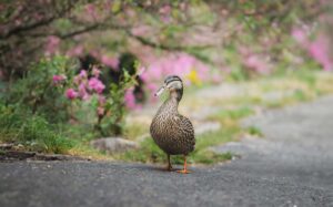 A duck standing on a park path, looking up as if it's about to cause some mischief.