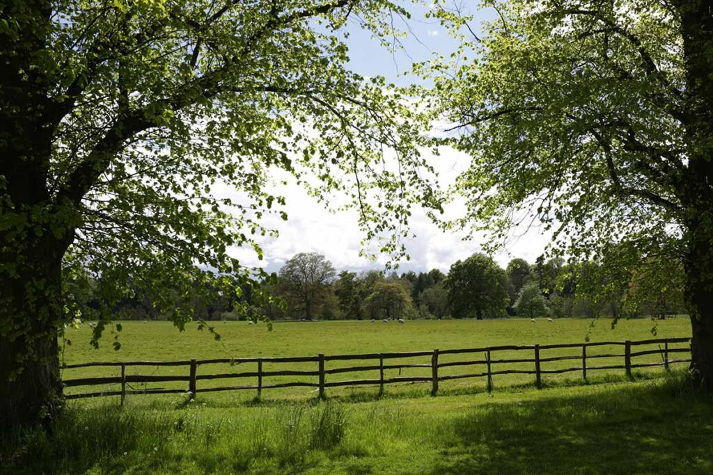 a fence in a field between two trees