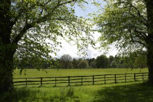 a fence in a field between two trees