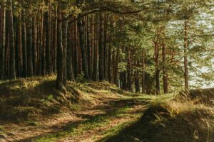 an overgrown path through a forest