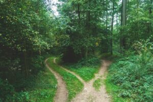 a path through a tree forest.