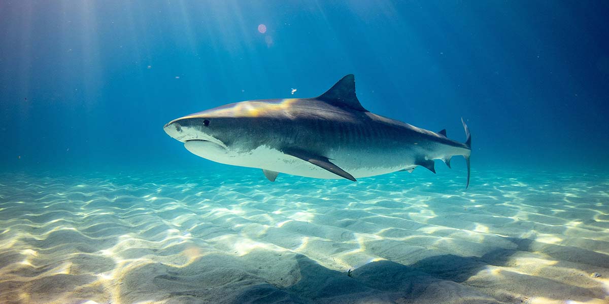 jaws - Low Two Pair a shark swimming