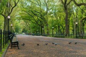 pigeons and a park bench