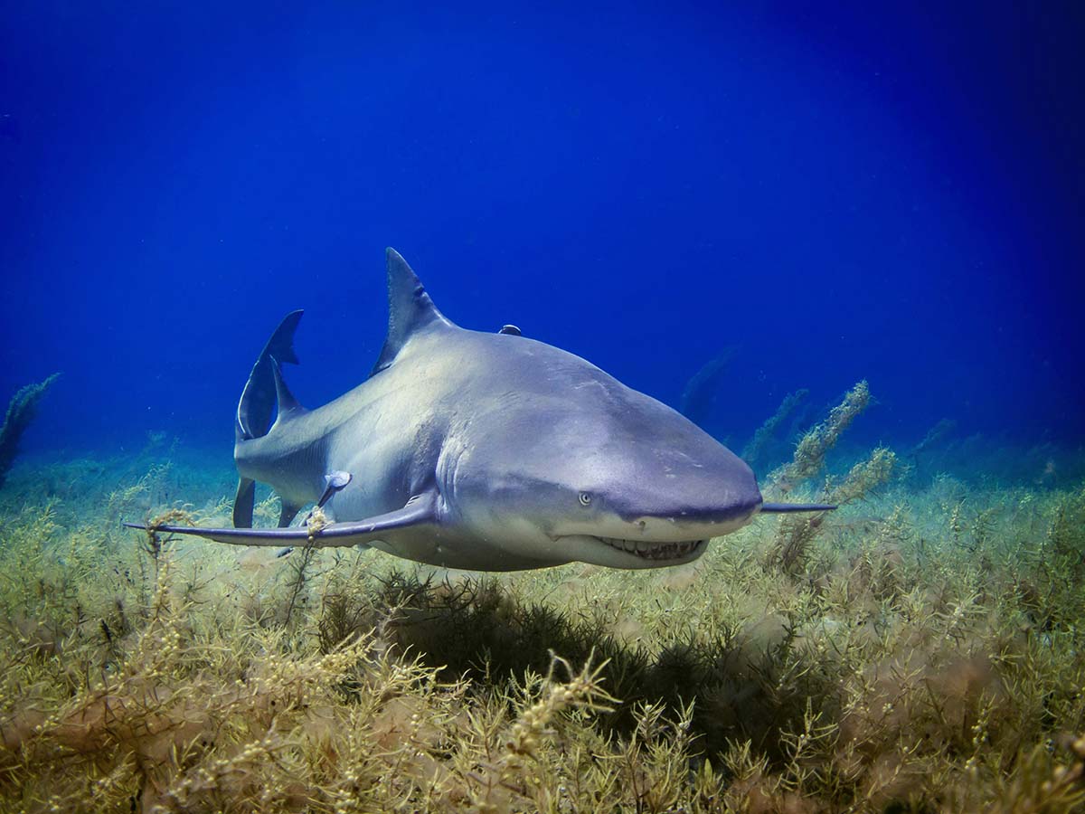 shark-bottom - Low Two Pair shark swimming on the bottom of the ocean