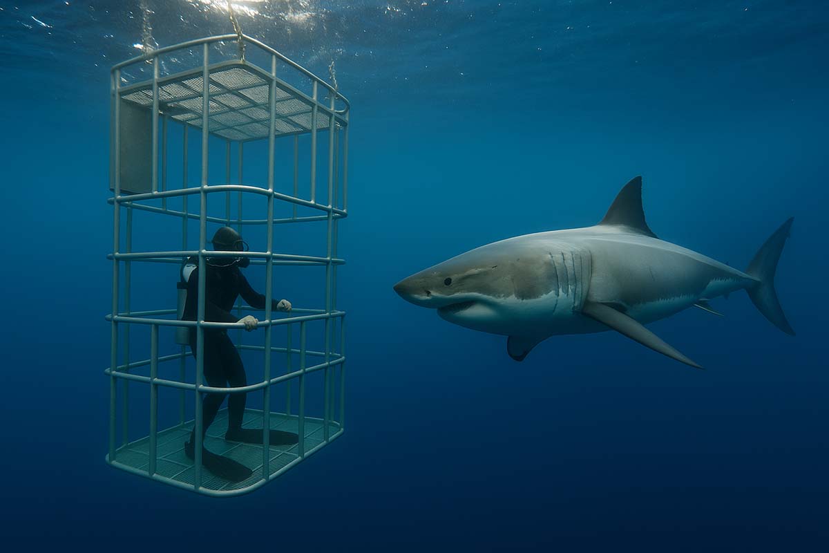 shark-cage - Low Two Pair a diver in a shark cage swimming with a shark