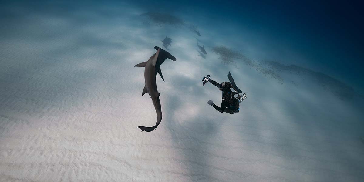 shark-diver - Low Two Pair a diver swimming with sharks