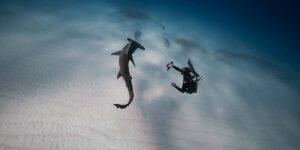 a diver swimming with sharks