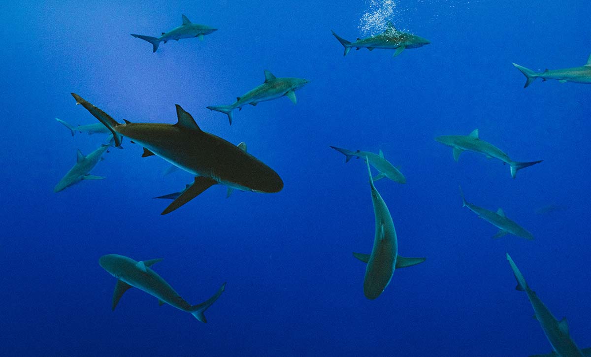 school of sharks