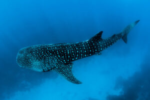 a whale shark swimming in the ocean