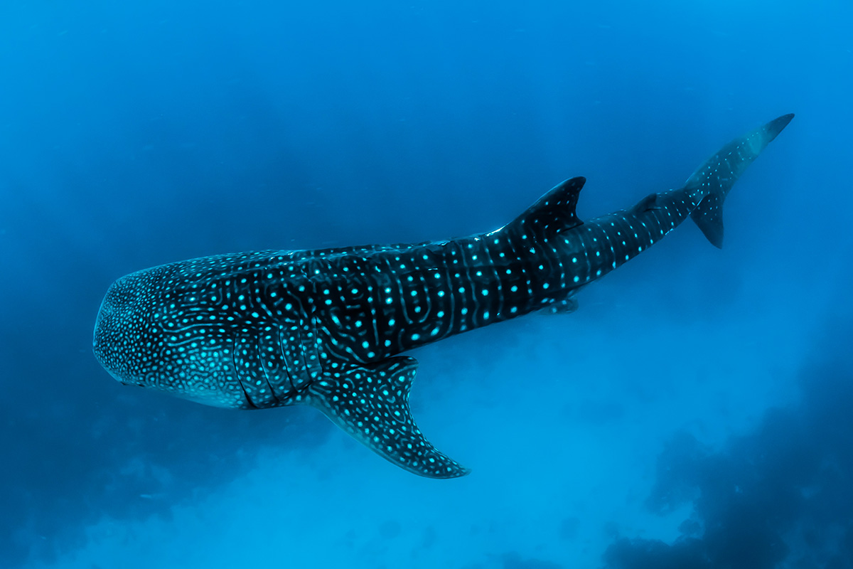 whale-shark - Low Two Pair a whale shark swimming in the ocean