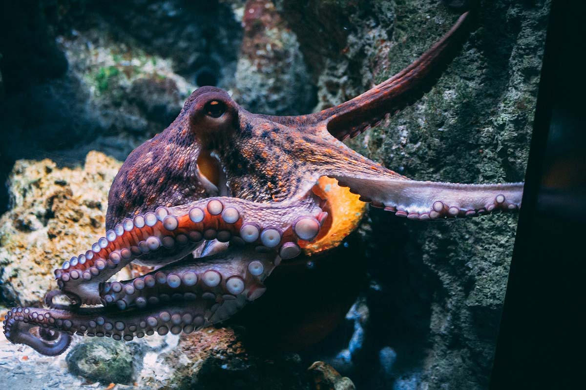 octopus - Low Two Pair an octopus under the ocean