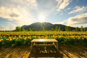 a table looking over a valley filled with sunflowers