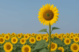 a single sunflower towering above the field of sunflowers