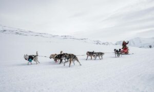 a dogsled team traveling across the snow
