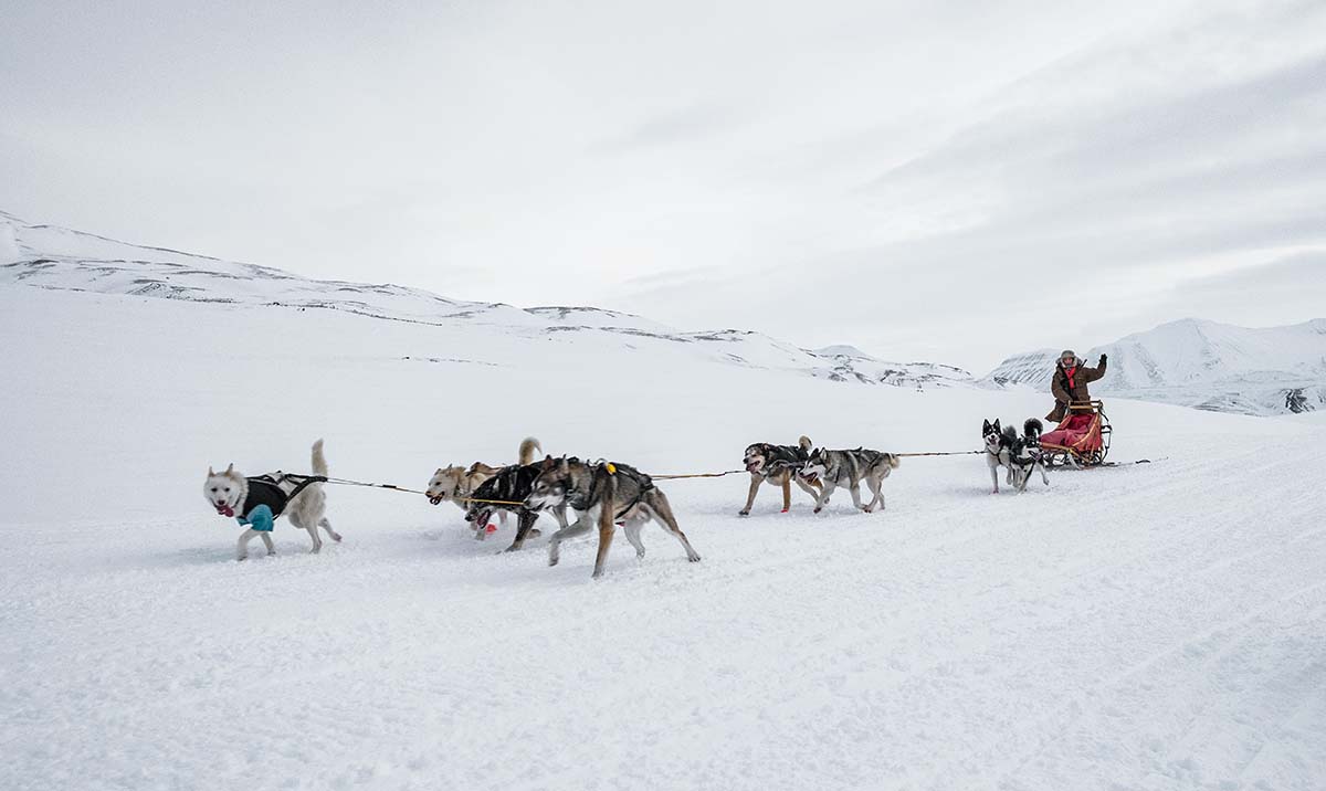dog-sled - Low Two Pair a dogsled team traveling across the snow
