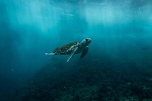 a sea turtle swimming in the ocean