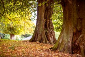 A tree in mid-autumn showing both green and orange leaves, symbolizing transformation.