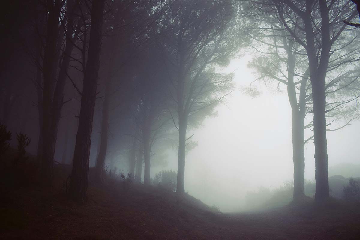 foggy-forest - Low Two Pair A foggy forest with vague boundaries between light and shadow, symbolizing uncertainty between life and death.