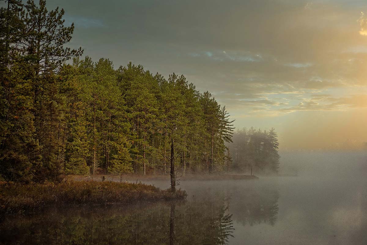 Morning fog rolls through a forest with golden light filtering between trees, symbolizing mystery and renewal.