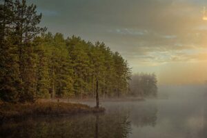 Morning fog rolls through a forest with golden light filtering between trees, symbolizing mystery and renewal.