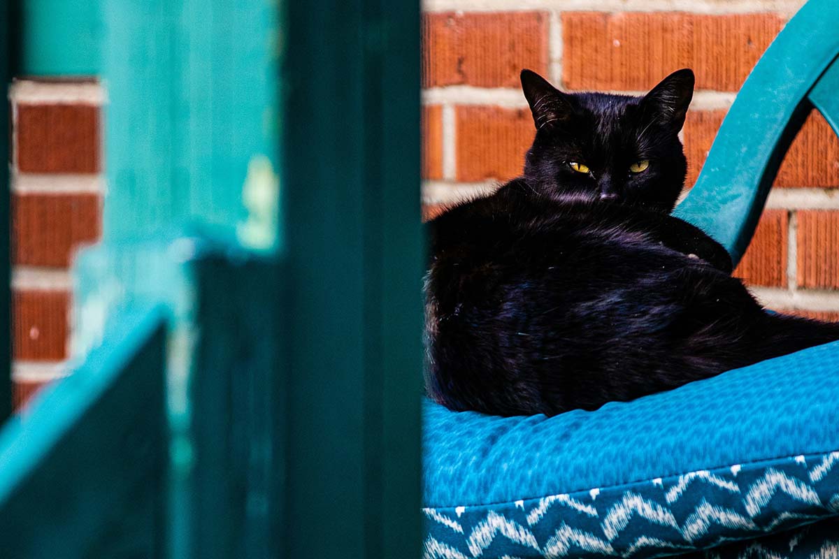 cat - Low Two Pair an angry cat staring back at you