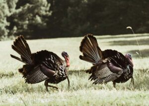 wild turkeys in a field
