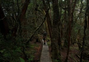 A peaceful morning scene: a lone person walking along a quiet forest trail, sunlight filtering through the trees, their shoulders relaxed as if letting go of something they no longer need to carry.